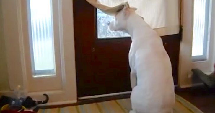 Deaf Dog Doesn't Wish To Miss Father's Homecoming, Takes His Area By The Door