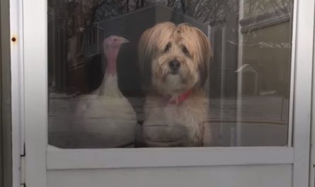 Dog And Turkey Became Best Friends And Had To Be Together