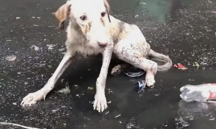 Dog Found Lying In A Pool Not Able To Move As She Cried Out In The Pouring Rain