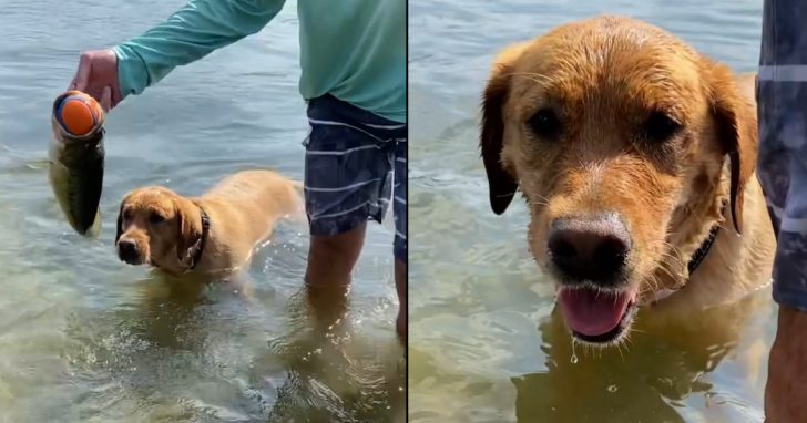 Dog Is Surprised As She Loses Out On A Game Of Fetch To A Fish