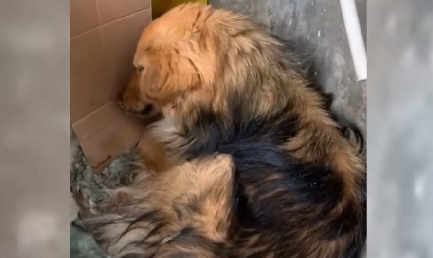 Dog Lay On A Wet Blanket On The Street Edge With A Poor Cough