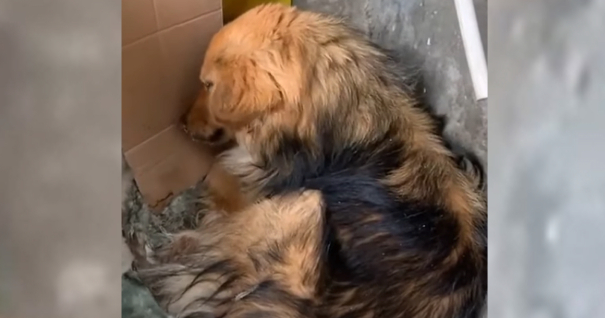 Dog Lay On A Wet Blanket On The Street Edge With A Poor Cough