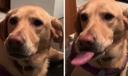 Dog Licks Chops Only When Dad Mentions Her Fave Foods In A List