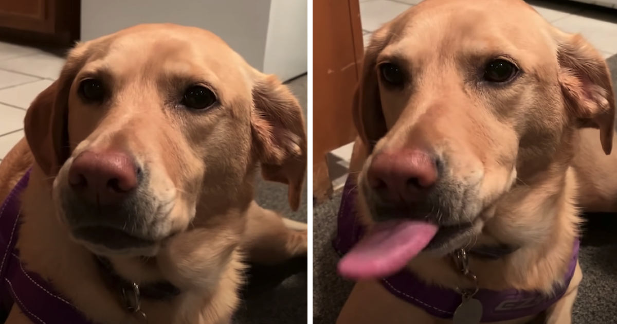 Dog Licks Chops Only When Dad Mentions Her Fave Foods In A List