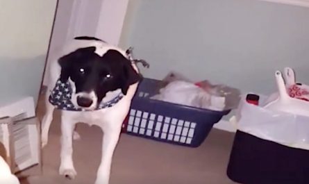 Dog Moonwalks Out Of The Room When Father Suggests The Question