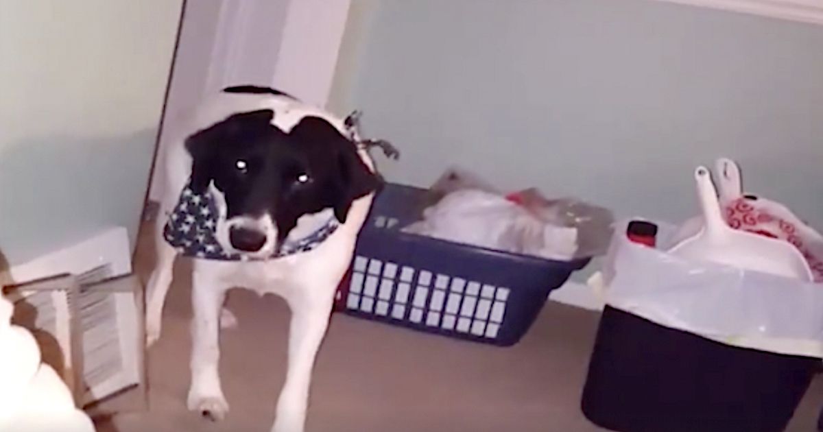 Dog Moonwalks Out Of The Room When Father Suggests The Question