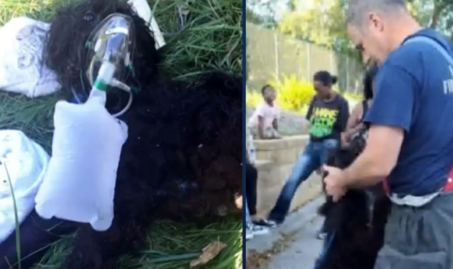 Dog Pulled From Home Fire Hugs The Firemen That Resuscitated Him