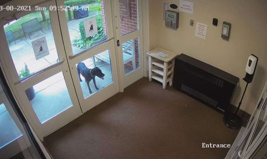 Dog Sneaks Off To Mother’s Job Thinking She Forgot Her At Home