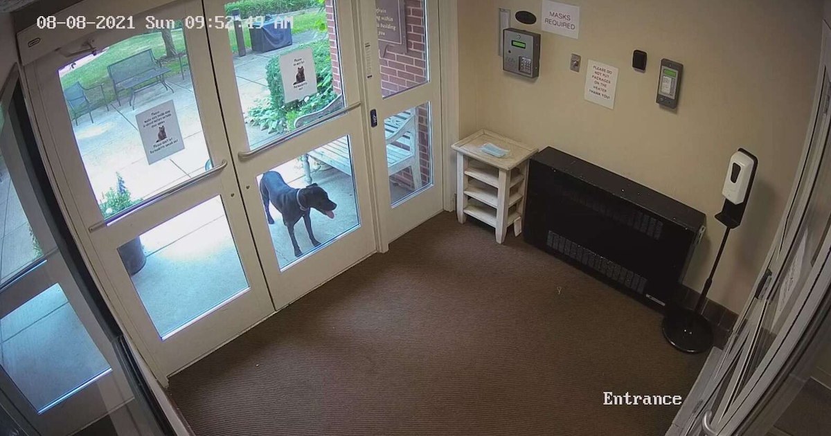 Dog Sneaks Off To Mother's Job Thinking She Forgot Her At Home