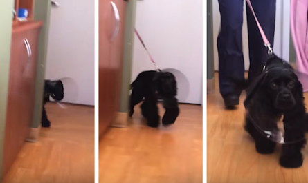 Dog Walks Around Corner After Eye Surgery To See Her Owners For The First Time