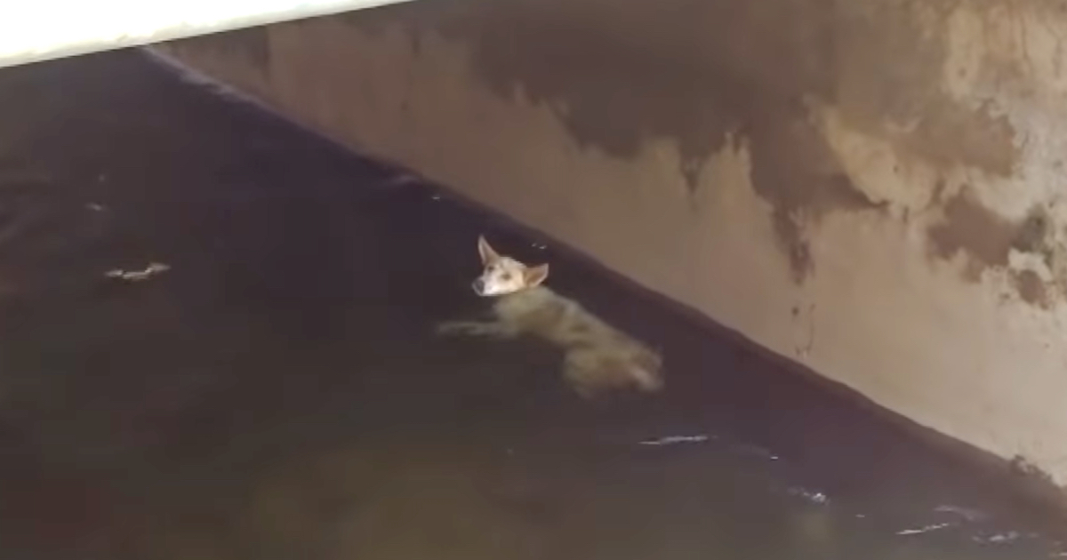Dog Was Attempting To Hold On For Life But Kept Being Lowered Stream