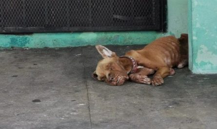 Dog Was Left At A Gasoline Station Where He Was Ignored By All
