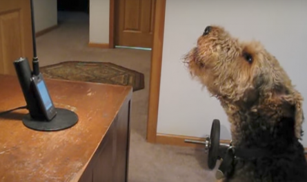 Dog calls mother to express how much he misses her, has everyone in stitches
