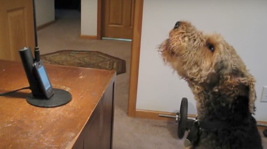 Dog calls mother to express how much he misses her, has everyone in stitches