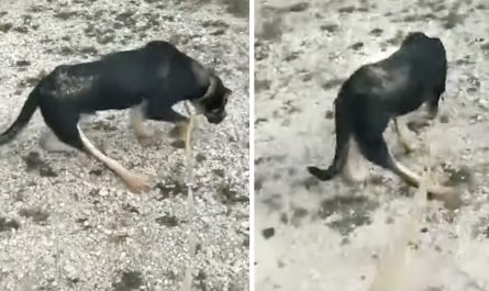 Dog's Owner Left Him In The Cold Because Of How He Walked