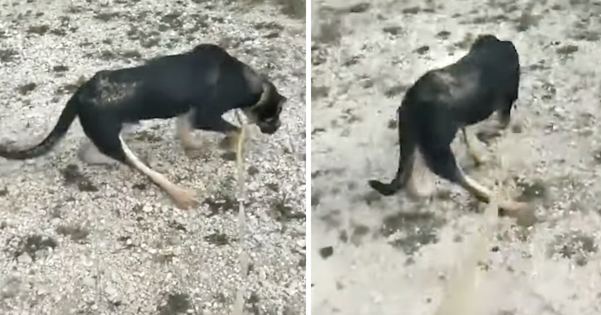 Dog's Owner Left Him In The Cold Because Of How He Walked