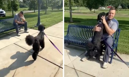 Dog's Walking Through The Park When She Notices A Familiar Face