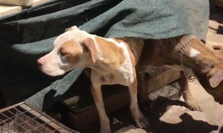 Dogs With Only A Table For Shelter Were Imprisoned Because One Was Hit By A Vehicle