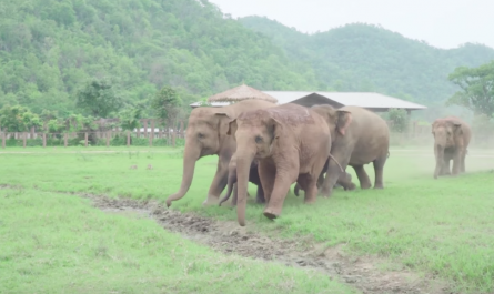 Elephants go to greet the latest rescued baby elephant