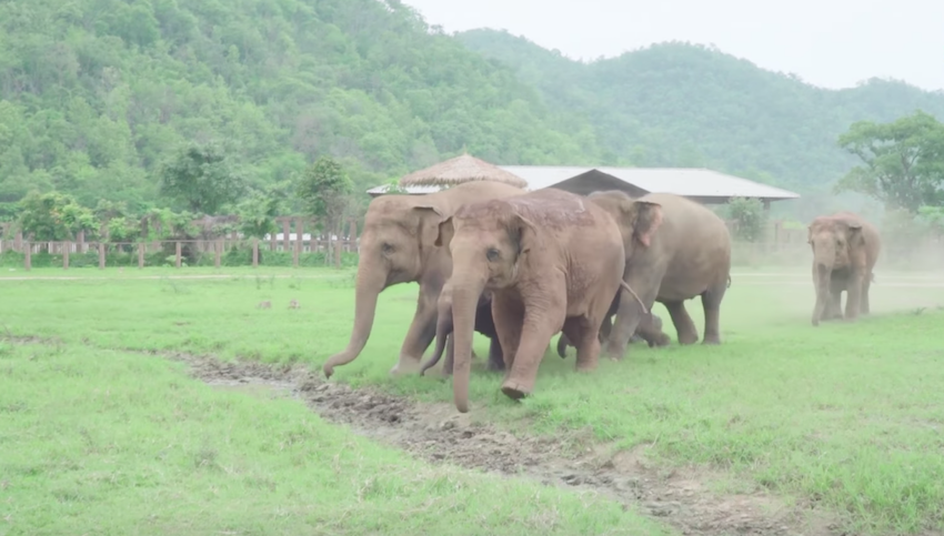 Elephants go to greet the latest rescued baby elephant