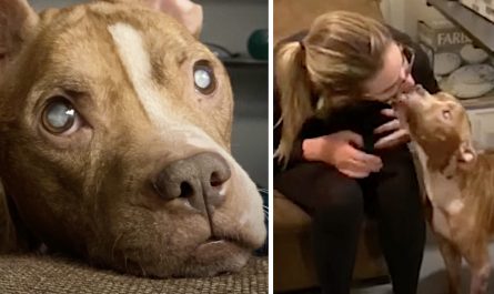 Fosters Absorb A Blind Pittie, And One Day She Sees Them For The First Time