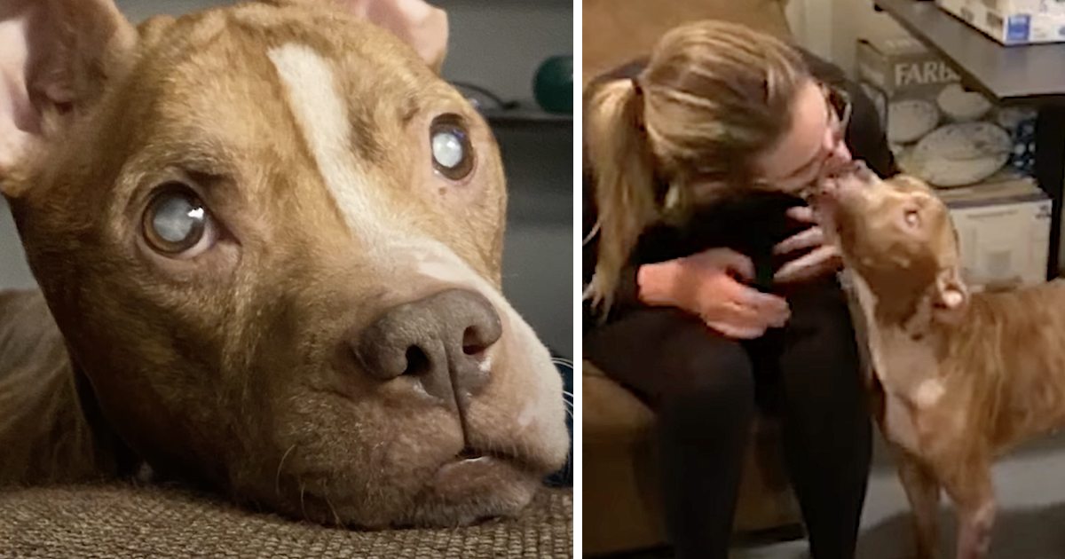 Fosters Absorb A Blind Pittie, And One Day She Sees Them For The First Time