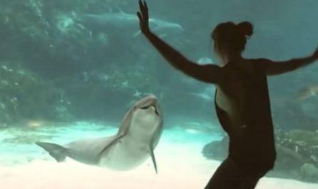 Girl Enters A Dance Off With A Dolphin, Has It Cracking Up
