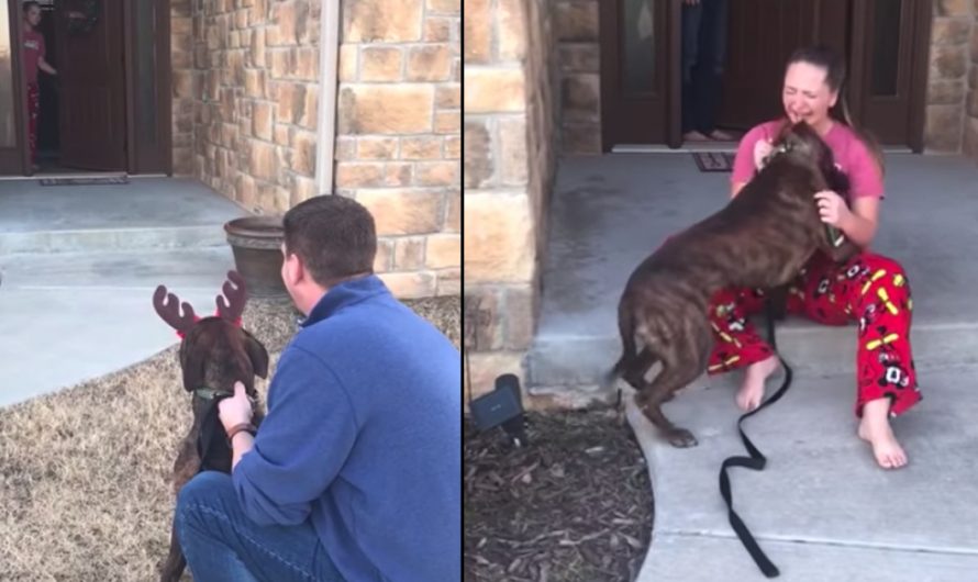 Girl Thought Sanctuary Dog She would certainly Been Taking care of Was Adopted, Sees Him Outside