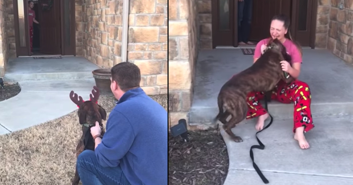 Girl Thought Sanctuary Dog She would certainly Been Taking care of Was Adopted, Sees Him Outside