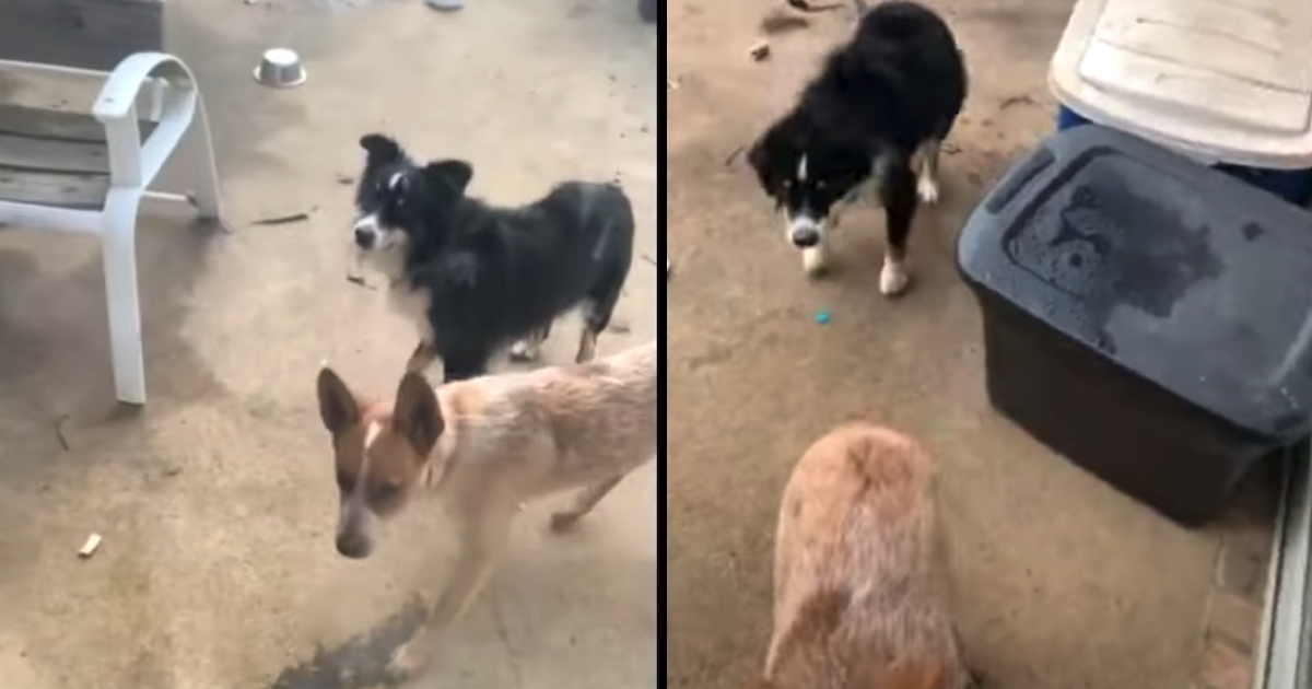Guy Goes To Check On His Dogs, Sees Them Outdoors With A New Friend