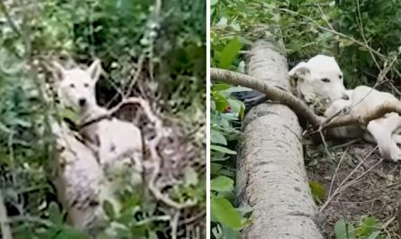 Guy On A Hike Finds A Dog Who Seems Staying In The Woods