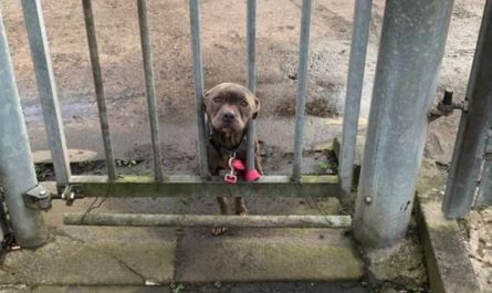 Her Owner Tied Her To A Sanctuary Entrance & Drove Away, And The Dog Can Only Wait
