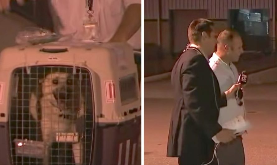 Iraqi Dog Will Be Reunited With The Soldier Who Rescued Her On Live TV