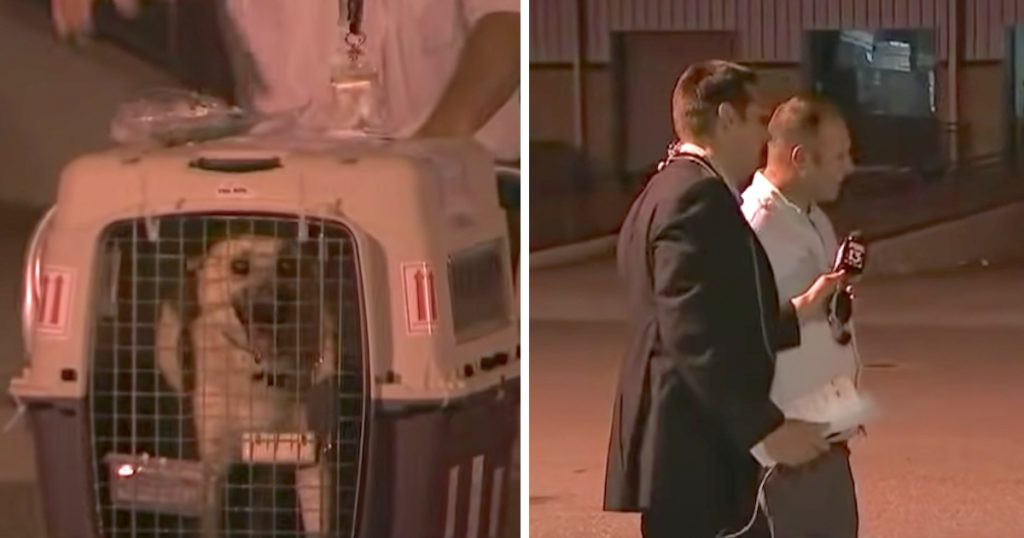 Iraqi Dog Will Be Reunited With The Soldier Who Rescued Her On Live TV