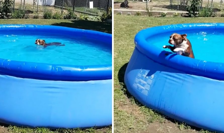 It Takes A Bribe To Obtain Thor The Boston Terrier Out Of The Pool