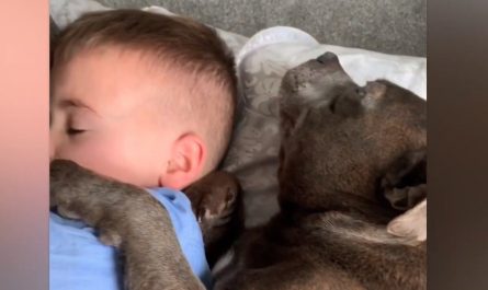 Little Kid's Sleeping With The Dog When The Other Furry Sibling Joins In