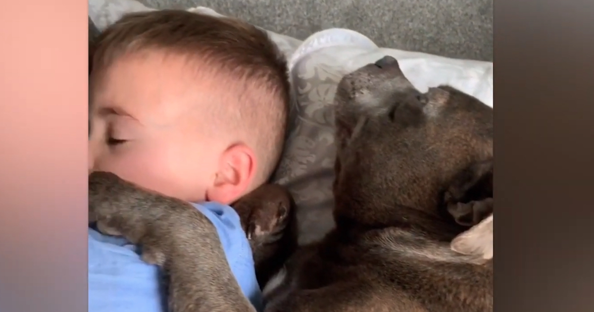 Little Kid's Sleeping With The Dog When The Other Furry Sibling Joins In