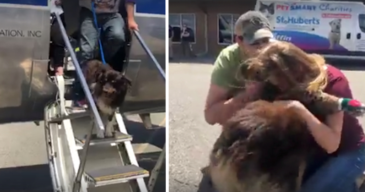 Lost Dog Steps Off The Plane To The Family She Hasn't Seen In 2 Years
