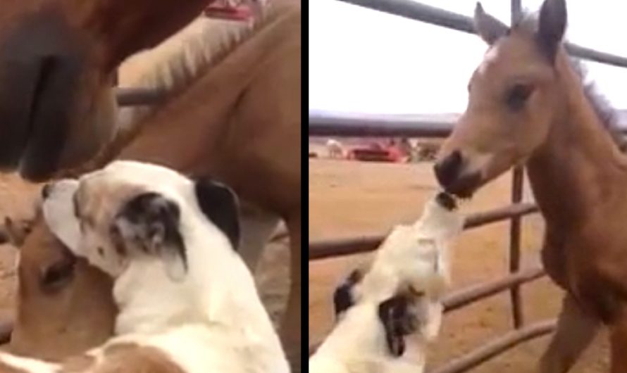 Mama Horse Allows Dog To Make Friends With Her Little One
