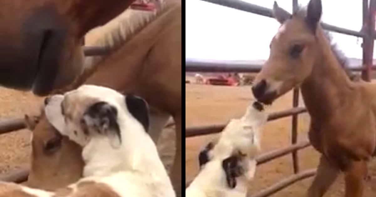 Mama Horse Allows Dog To Make Friends With Her Little One