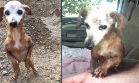 Man Brings Home Dog Found On Busy Highway, However His Wife Says He Can't Keep It