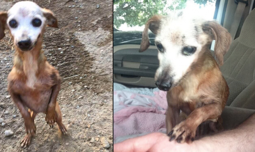 Man Brings Home Dog Found On Busy Highway, However His Wife Says He Can’t Keep It