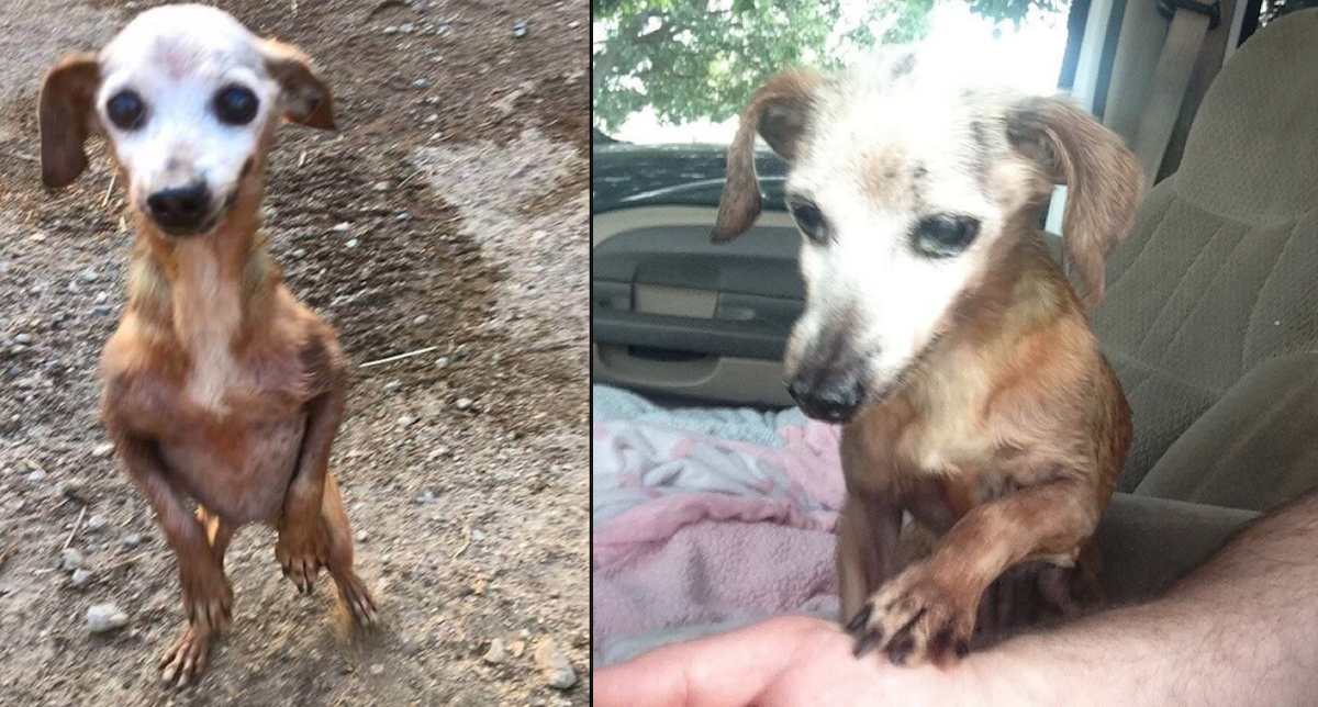 Man Brings Home Dog Found On Busy Highway, However His Wife Says He Can't Keep It