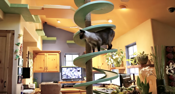Man Produces The Ultimate Playland Inside His Home For His 15 Rescues