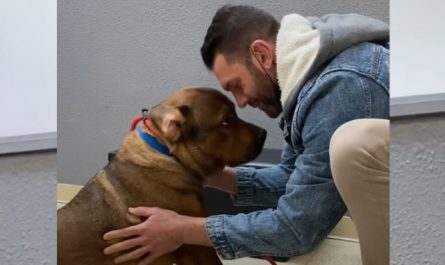 Man Promises He's Not Going To Keep 'Aggressive' Foster Dog