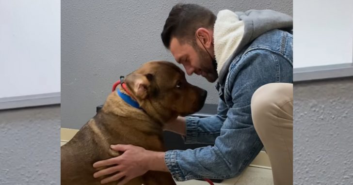 Man Promises He's Not Going To Keep 'Aggressive' Foster Dog