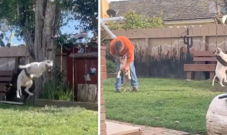 Mom Sneaks A Peek At Dog Playing On Backyard Swing All By Her Lonesome
