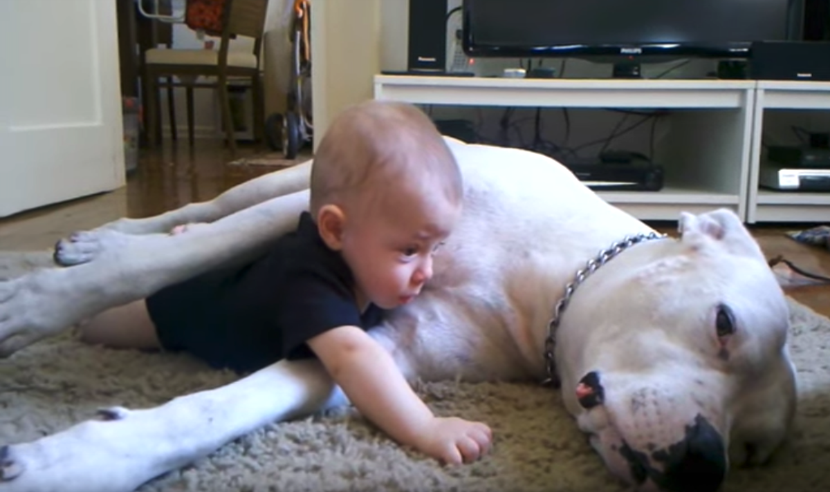 Mom Watches Baby And Also Bulldog, Witnesses The Specifying Moment They Come To Be Friends Forever Friends forever.