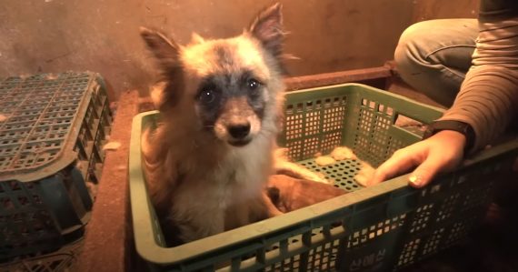 Neglected Dog Found In A Basket Along With A Single Baby Puppy