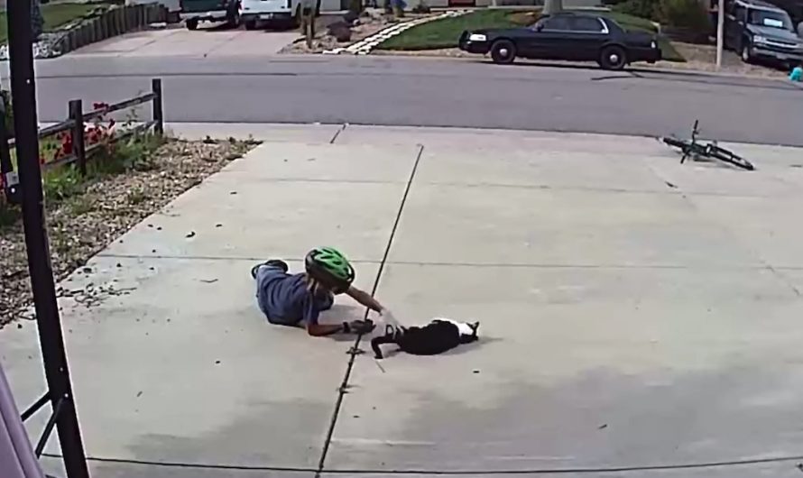 Neighbor Kid Takes Time Out Of His Daily Routine To See ‘Misunderstood’ Cat